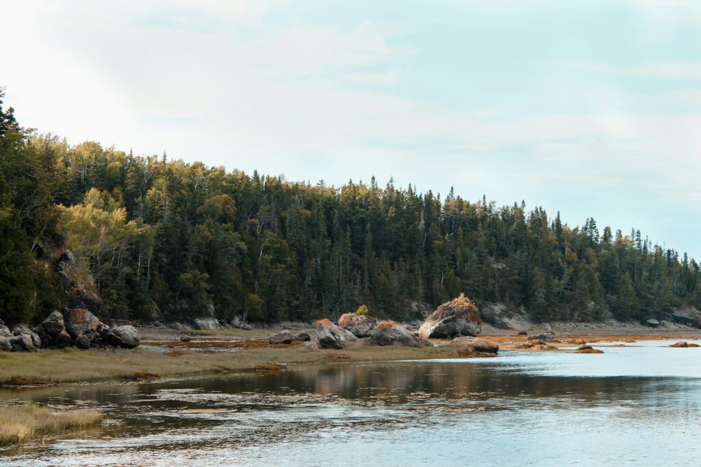 a large body of water surrounded by trees